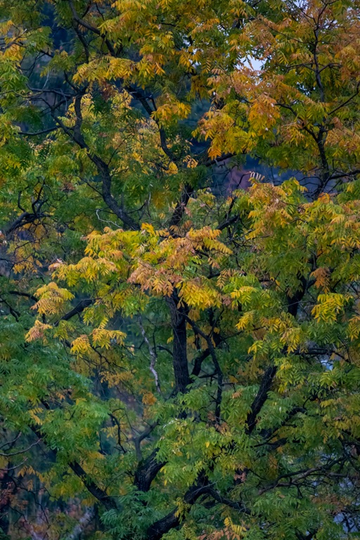 <strong>2019. 11. 03.</strong><br>Őszi levelek • Autumn leaves